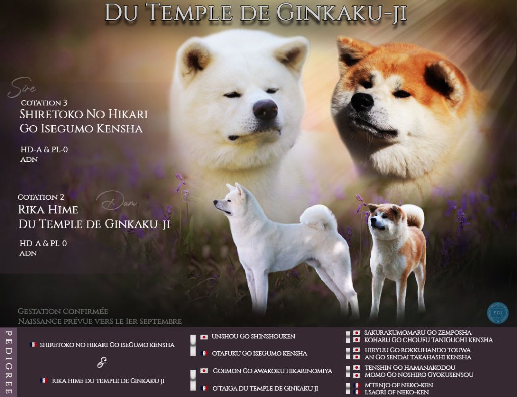 Du Temple De Ginkaku-ji - Akita - Portée née le 28/08/2022