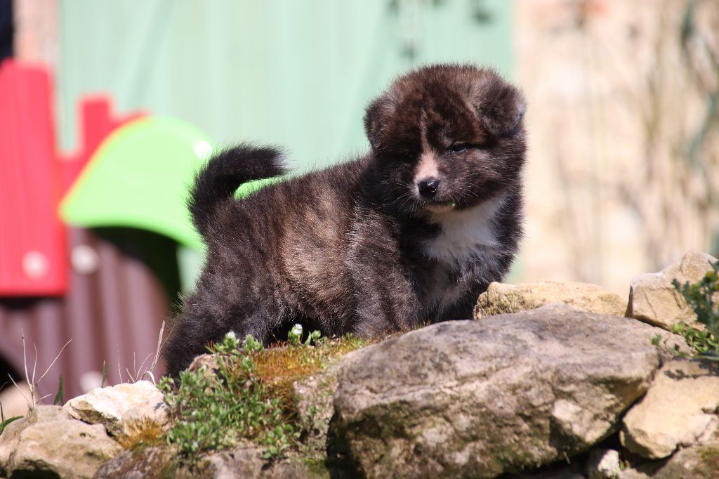 Du Temple De Ginkaku-ji - Akita - Portée née le 22/01/2021