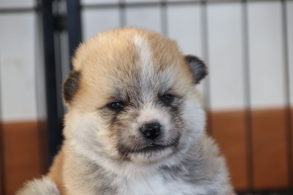 Du Temple De Ginkaku-ji - Akita - Portée née le 05/02/2021