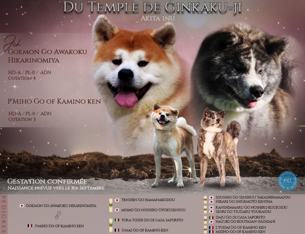 Du Temple De Ginkaku-ji - Akita - Portée née le 31/08/2022