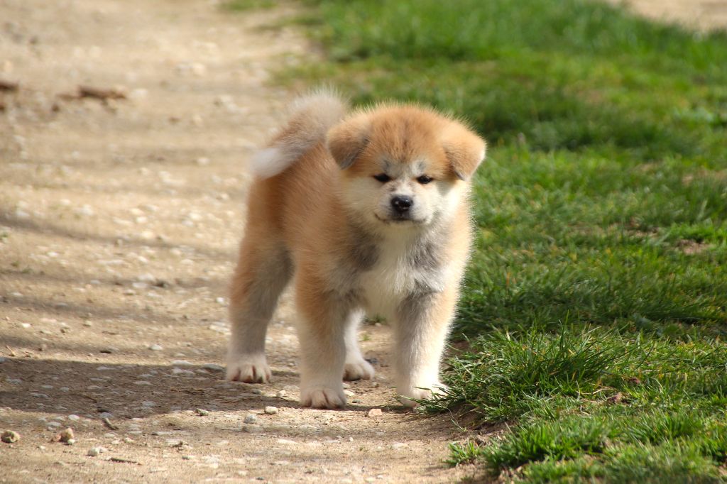 Du Temple De Ginkaku-ji - Chiots disponibles - Akita