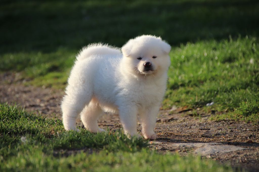 Du Temple De Ginkaku-ji - Akita - Portée née le 05/02/2022