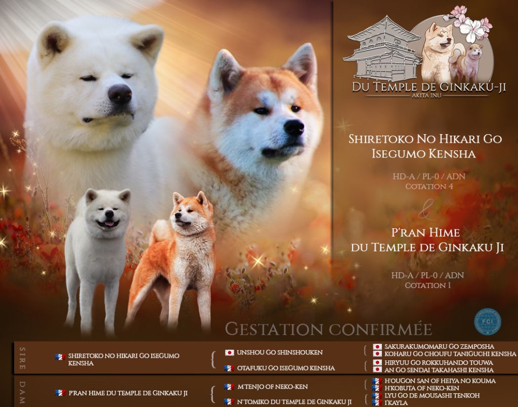 Du Temple De Ginkaku-ji - Akita - Portée née le 18/12/2022