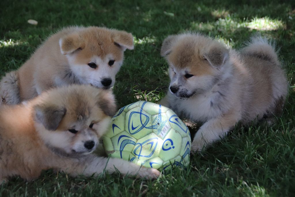 Du Temple De Ginkaku-ji - Akita - Portée née le 01/04/2022